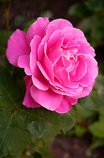 Pink Rose