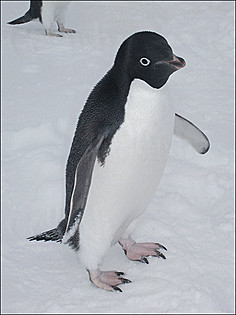 Penguin