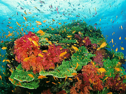 Coral Reefs