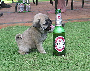 Pug puppy trying to drink my beer