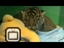 Baby Tiger Cub