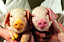 transgenic-pigs.jpg