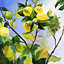 Lemon Tree