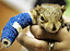 Injured Squirrel
