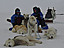 sled dogs