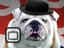 British Bulldog
