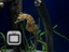 Sea horse at Aquarium of Tampa