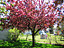 Crab apple tree