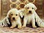 Puppies