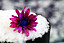 purple_pink_blue_flower_in_...